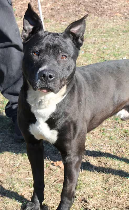 Enlarge CASSIDY, a ADOPTABLE Pit Bull Terrier in Wyandotte, MI image 1/4