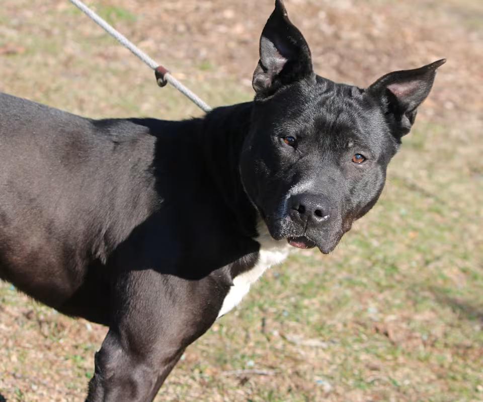 Enlarge CASSIDY, a ADOPTABLE Pit Bull Terrier in Wyandotte, MI image 2/4