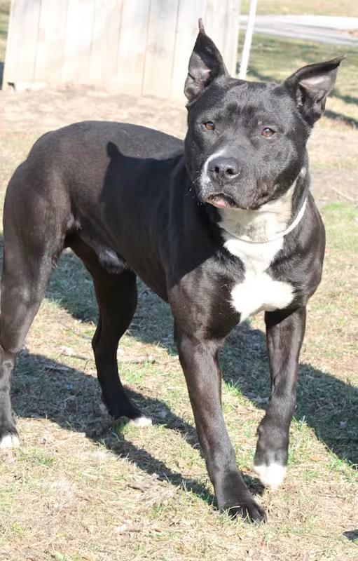 Enlarge CASSIDY, a ADOPTABLE Pit Bull Terrier in Wyandotte, MI image 3/4