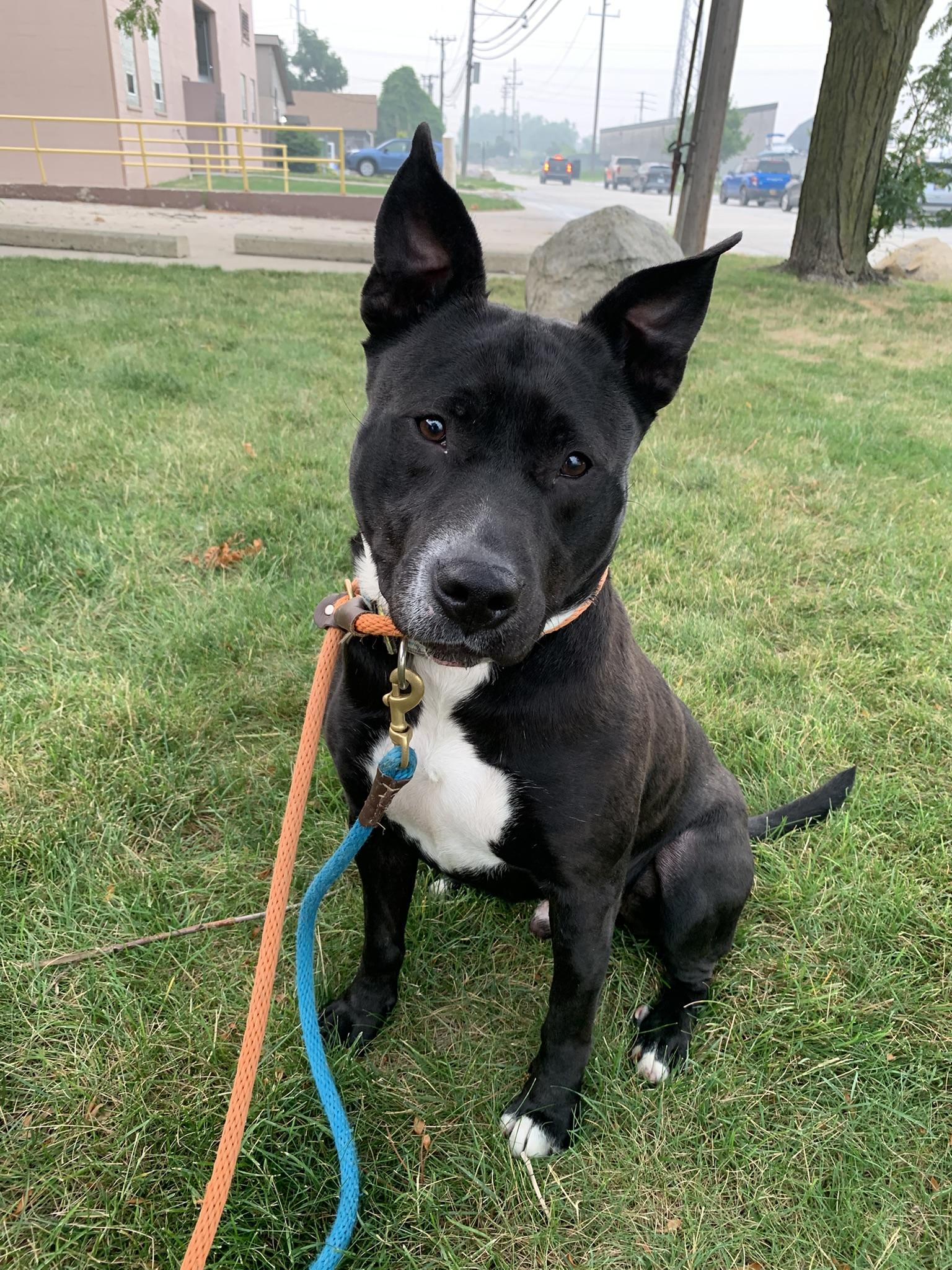 CASSIDY, ADOPTABLE, Adult Male Pit Bull Terrier.