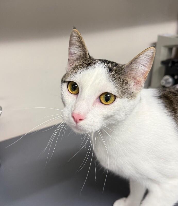 Mars, Adoptable, Adult Male Domestic Short Hair.