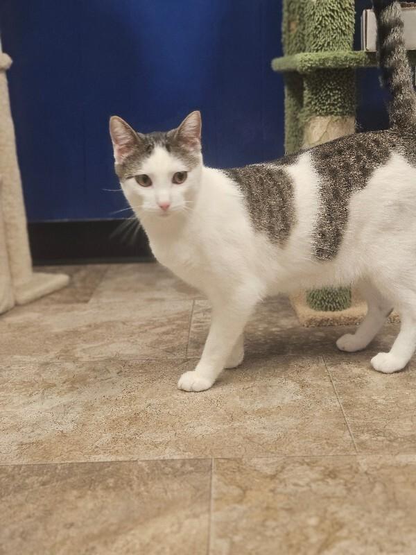 Enlarge Mars, a Adoptable Domestic Short Hair in Yankton, SD image 2/6