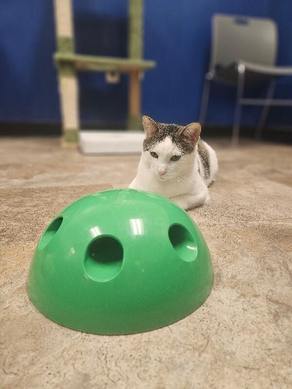 Enlarge Mars, a Adoptable Domestic Short Hair in Yankton, SD image 2/6