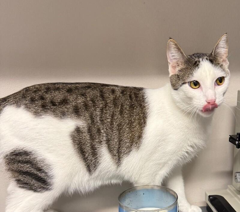 Enlarge Mars, a Adoptable Domestic Short Hair in Yankton, SD image 3/4