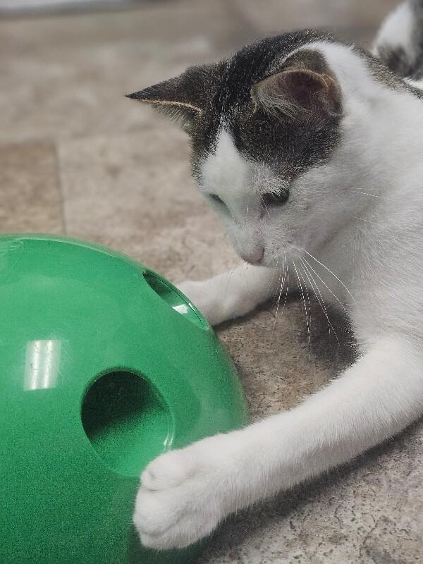 Enlarge Mars, a Adoptable Domestic Short Hair in Yankton, SD image 5/6