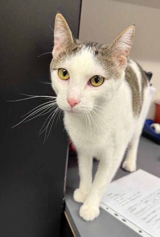 Enlarge Mars, a Adoptable Domestic Short Hair in Yankton, SD image 4/4