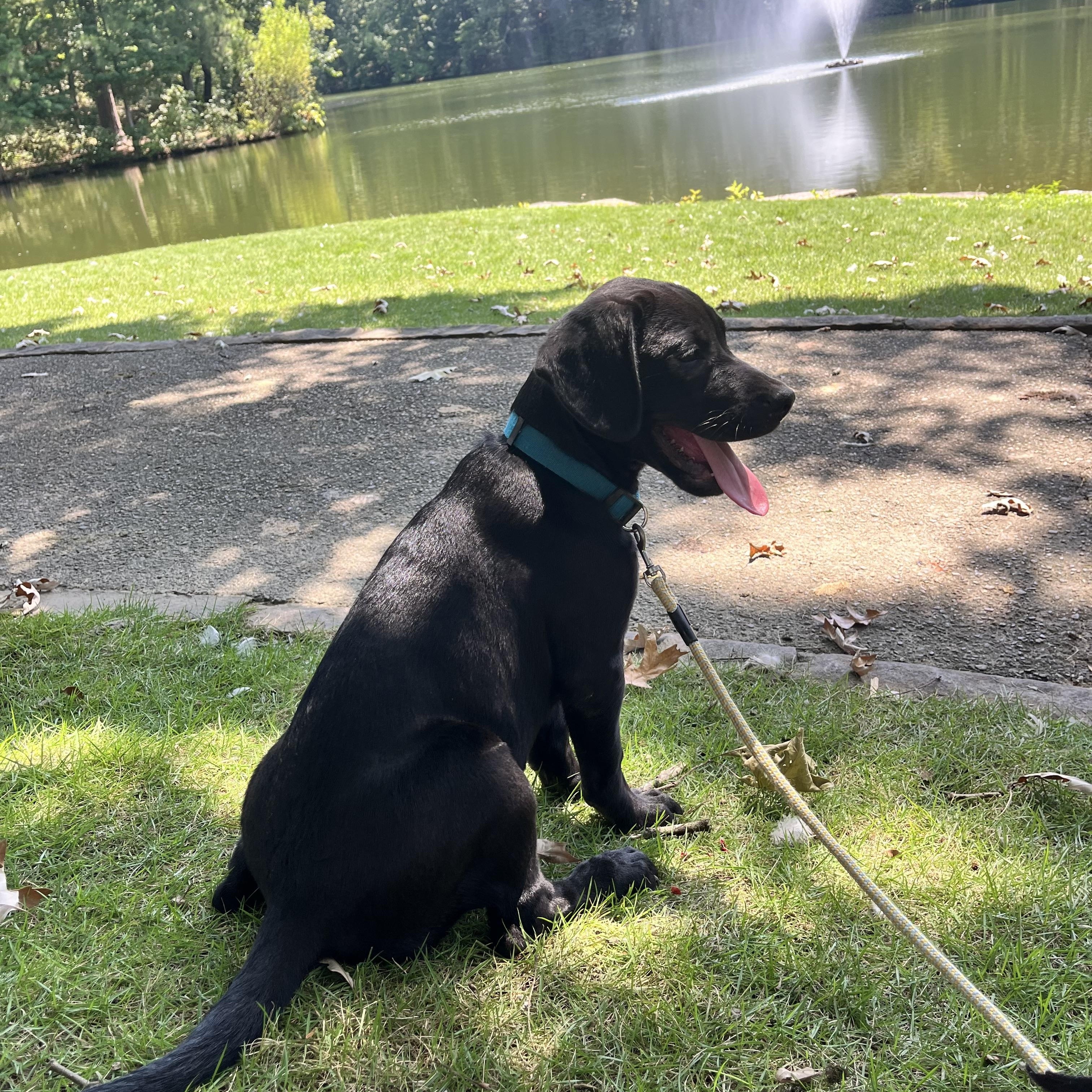 Enlarge Bella, an adopted mixed breed in Warwick, RI image 2/5
