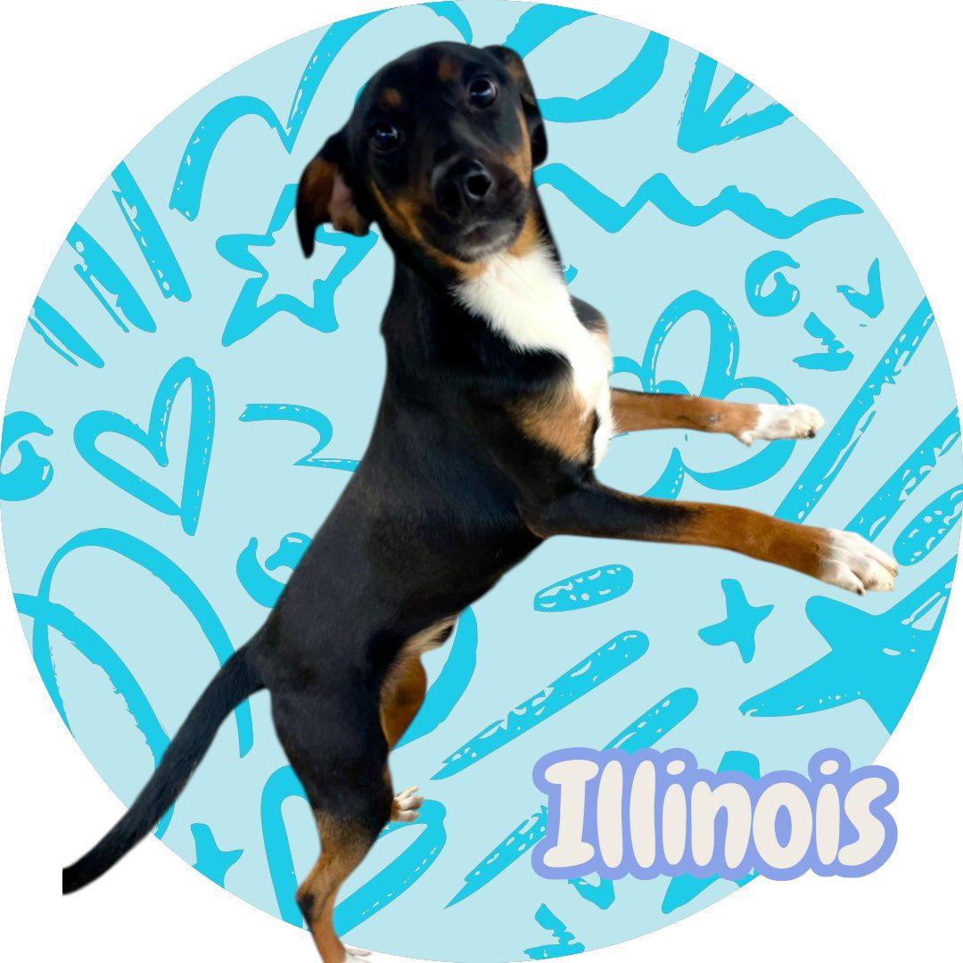 Illinois - NJ — thumbnail 4