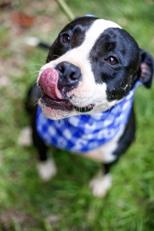 Enlarge Domino, a Adoptable American Bulldog in Greenville, SC image 1/3