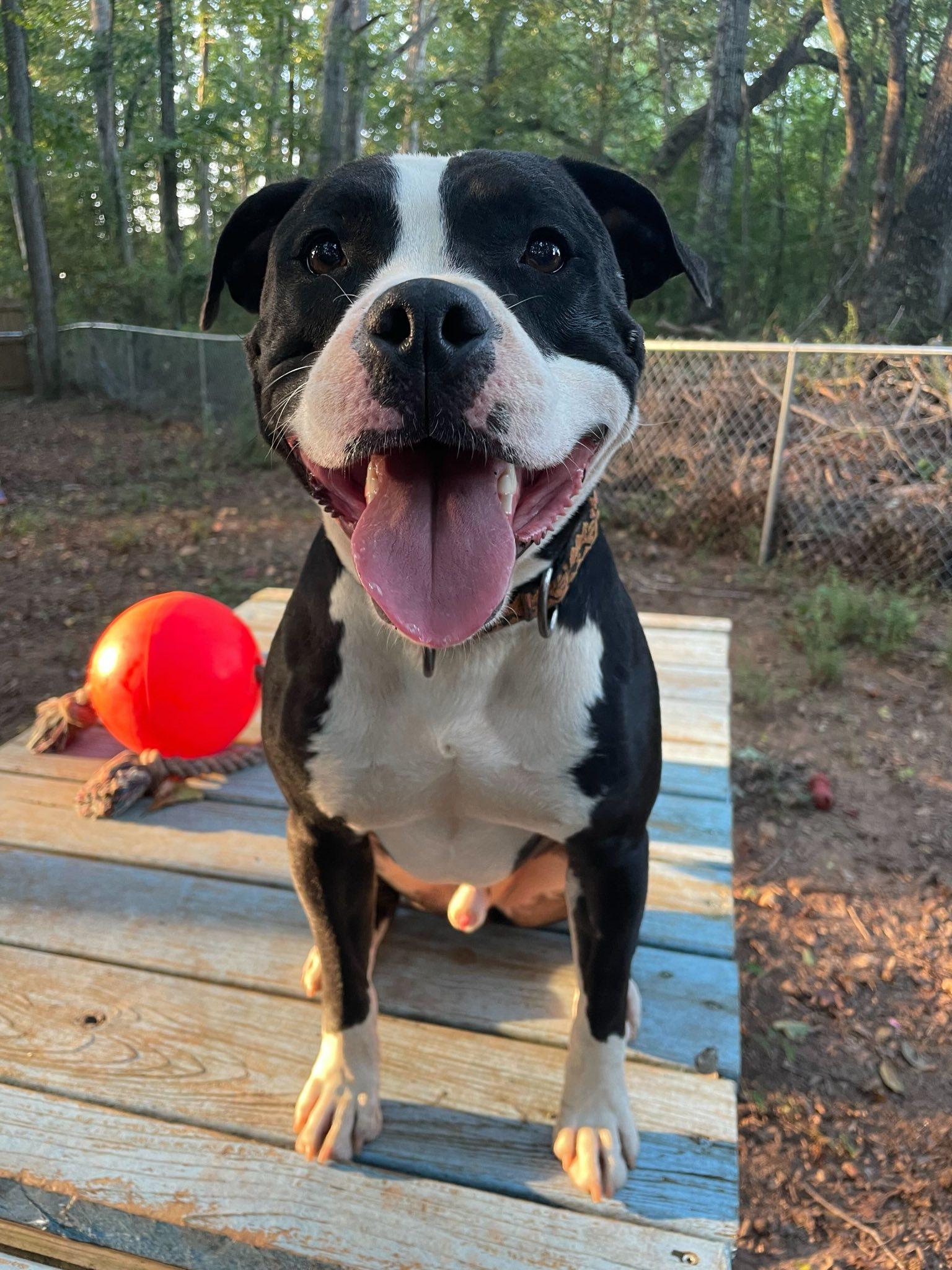 Enlarge Domino, a Adoptable American Bulldog in Greenville, SC image 2/3
