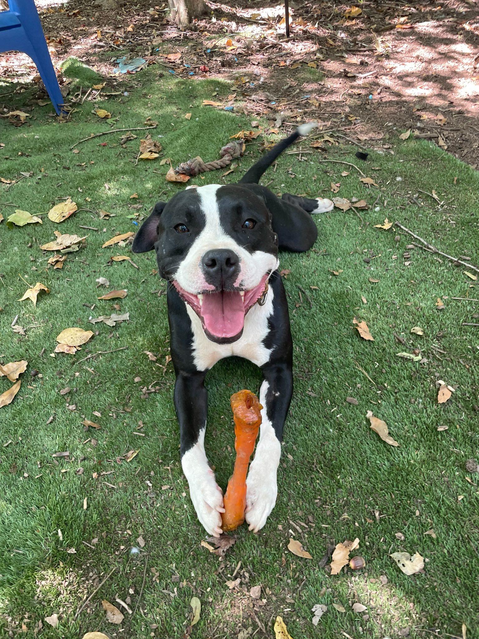 Enlarge Domino, a Adoptable American Bulldog in Greenville, SC image 3/3