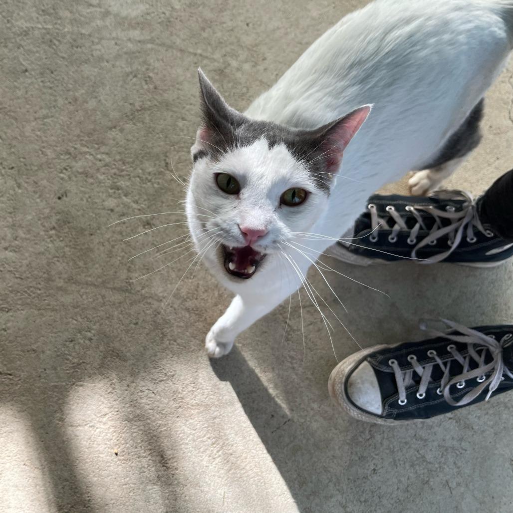 Enlarge Fridge, a Adoptable Domestic Short Hair in Taos, NM image 1/2