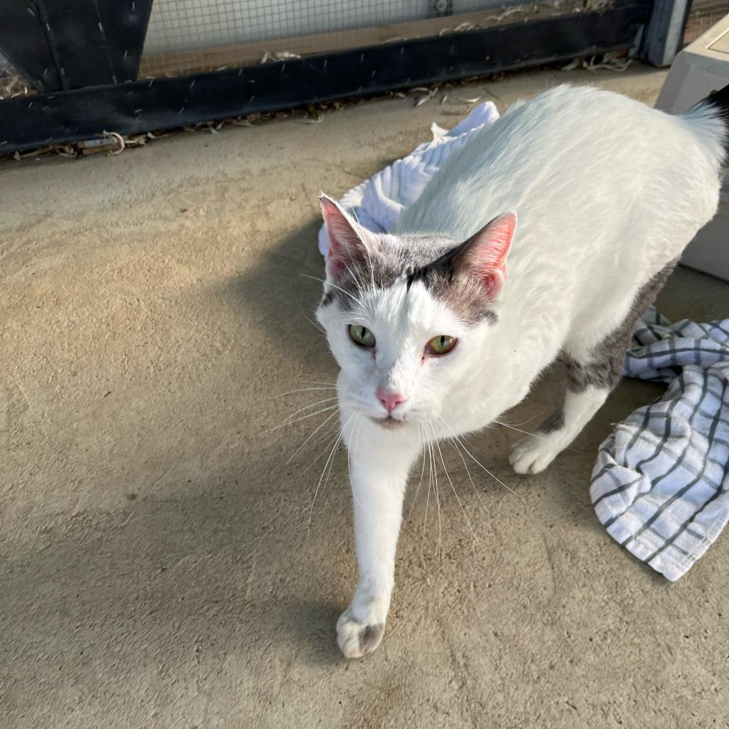 Enlarge Fridge, a Adoptable Domestic Short Hair in Taos, NM image 2/2