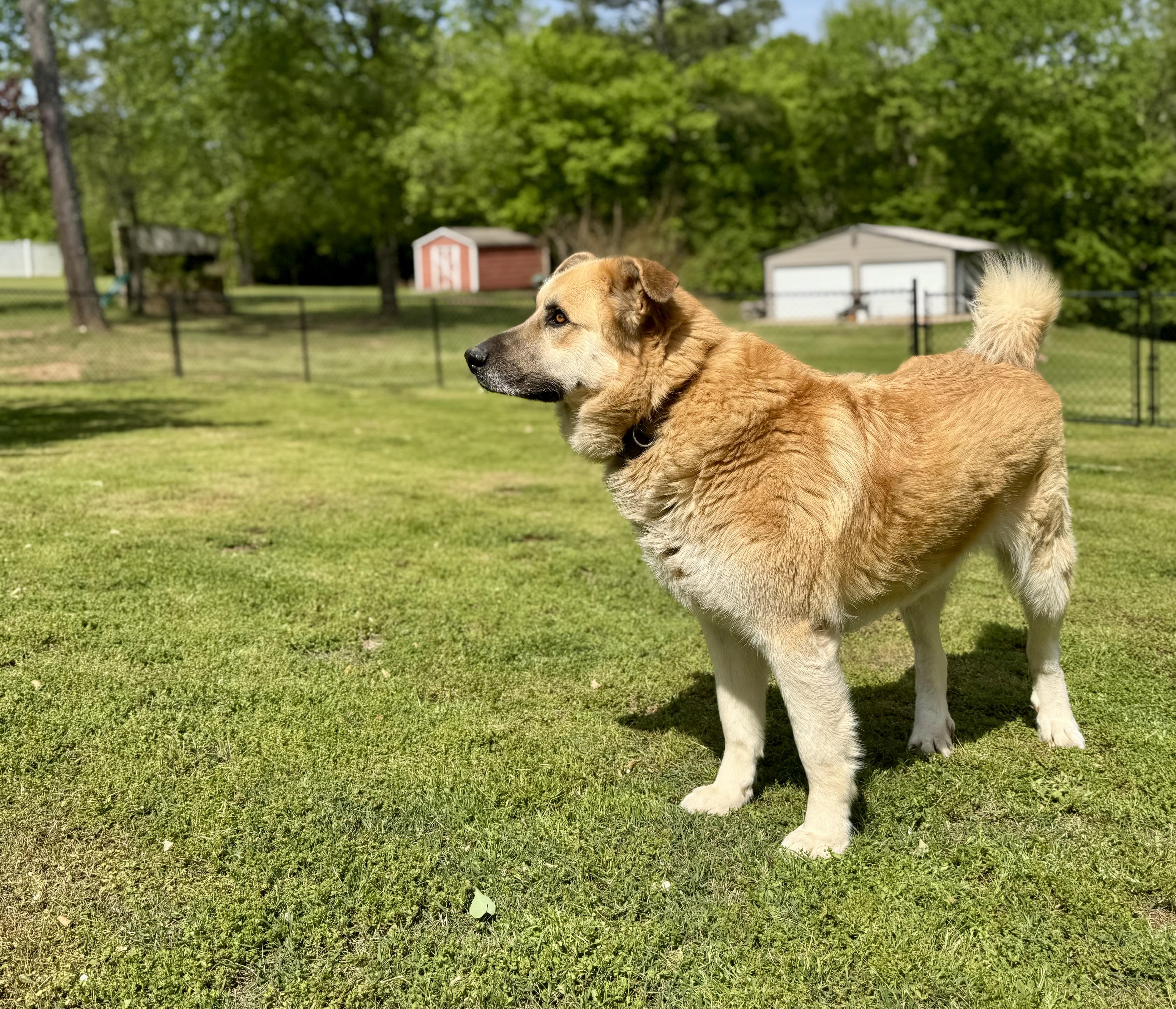 Enlarge Millie, a ADOPTABLE mixed breed in Spartanburg, SC image 5/5