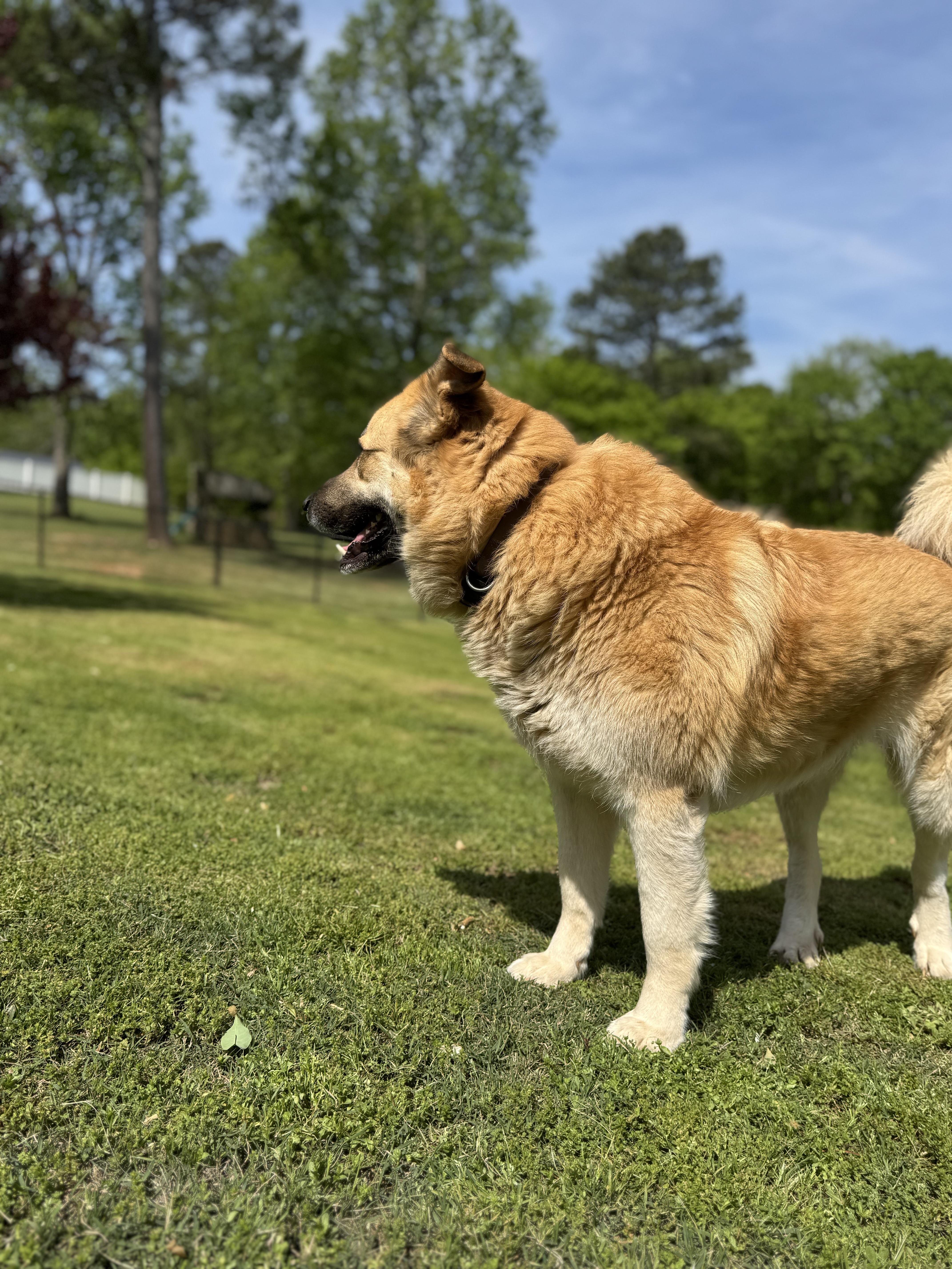 Enlarge Millie, a ADOPTABLE mixed breed in Spartanburg, SC image 4/5