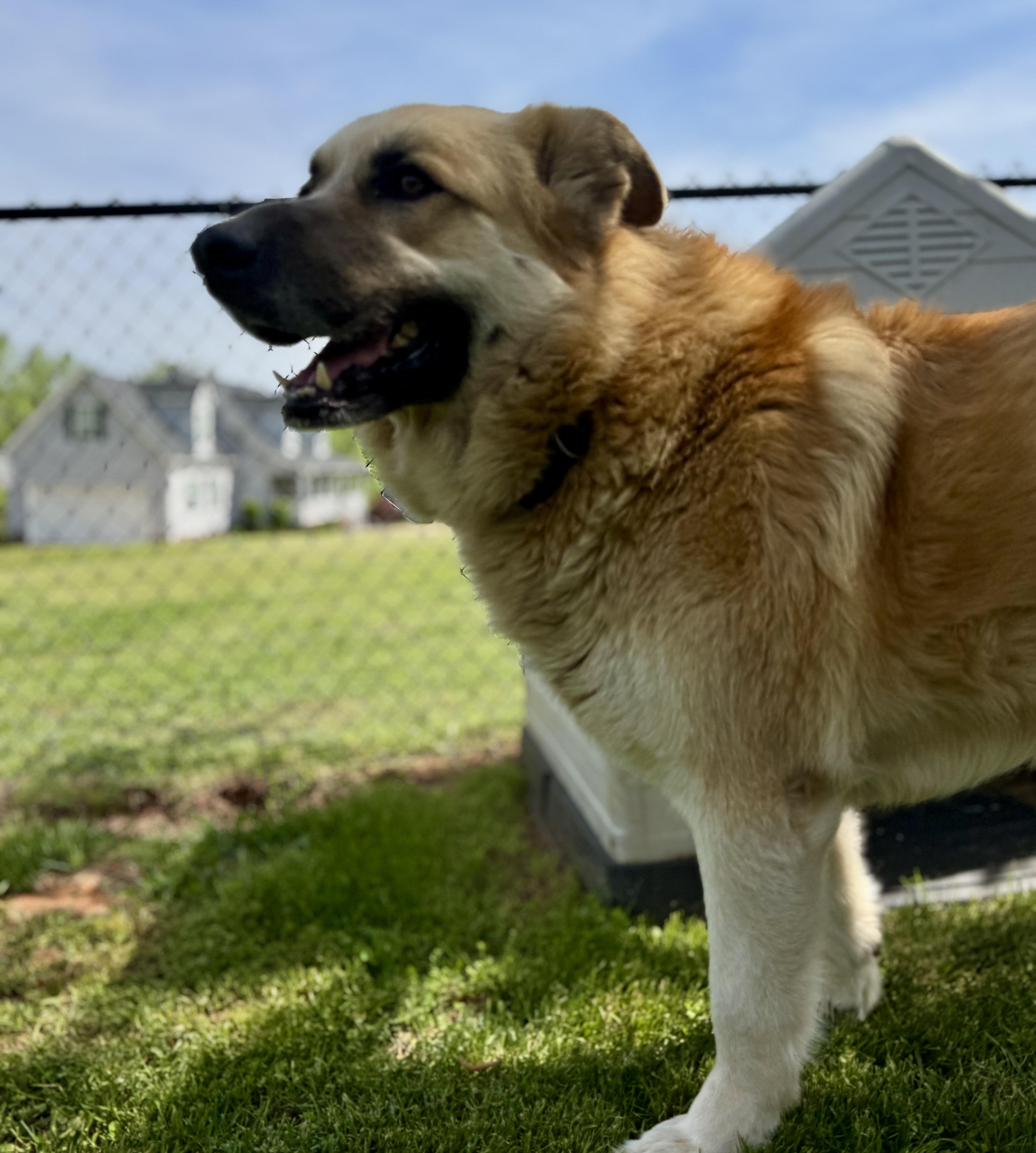 Millie, ADOPTABLE, Adult Female Great Pyrenees & German Shepherd Dog.