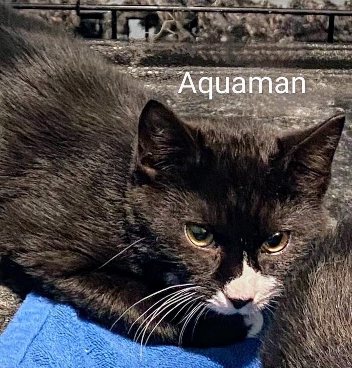 Enlarge Aquaman, a Adoptable Domestic Short Hair in Binghamton, NY image 2/2