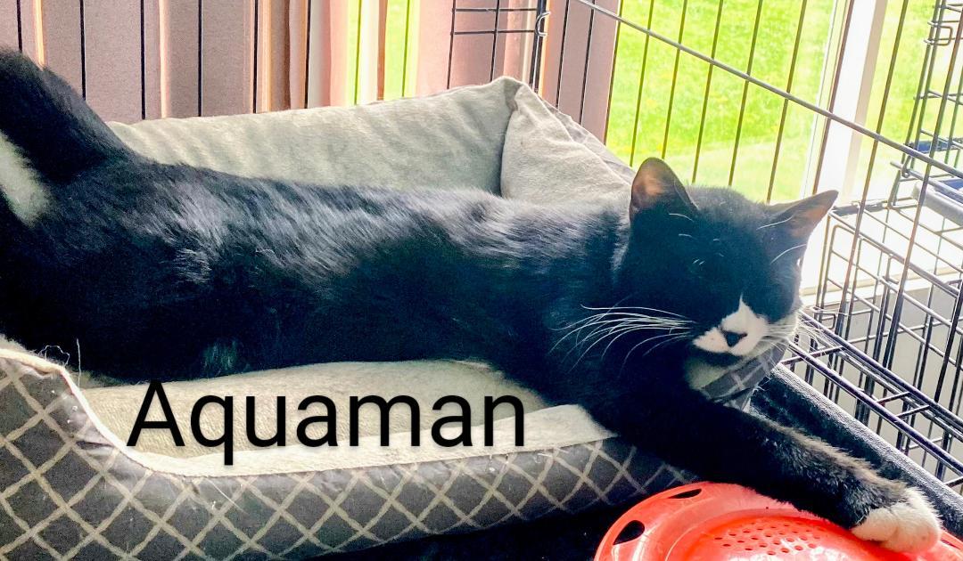 Aquaman, Adoptable, Young Male Domestic Short Hair.