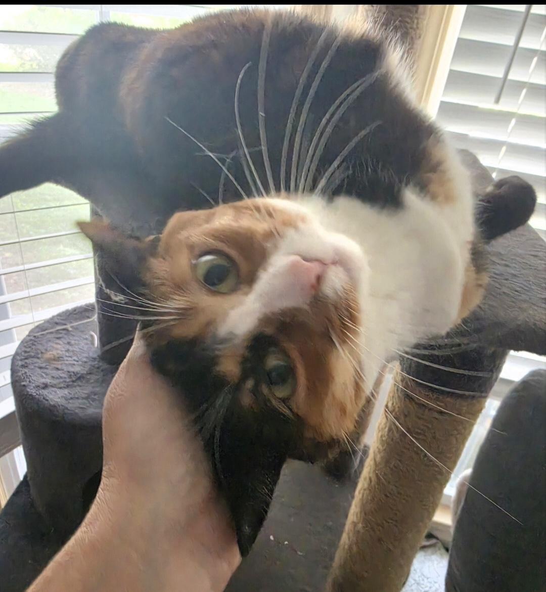 Enlarge Kitty is a tripod cat, a ADOPTABLE mixed breed in Lawrenceville, GA image 2/5