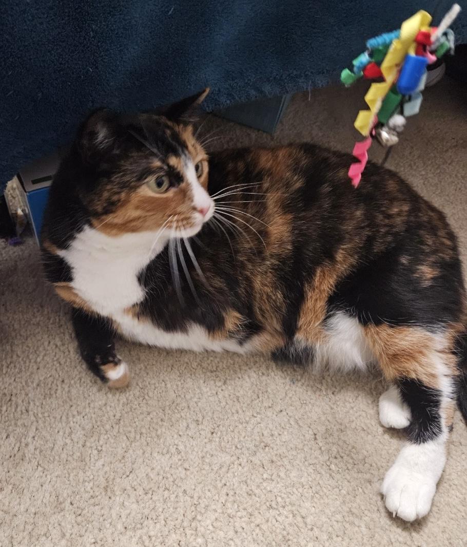 Enlarge Kitty is a tripod cat, a ADOPTABLE mixed breed in Lawrenceville, GA image 4/5