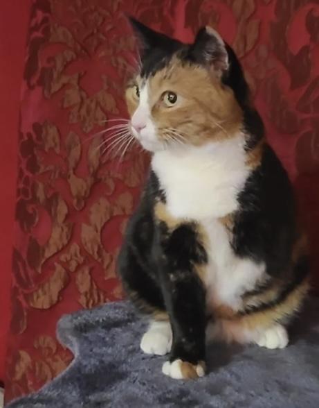 Kitty is a tripod cat, ADOPTABLE, Adult Female Domestic Short Hair & Calico.