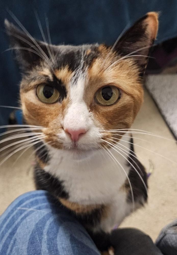 Enlarge Kitty is a tripod cat, a ADOPTABLE mixed breed in Lawrenceville, GA image 3/5