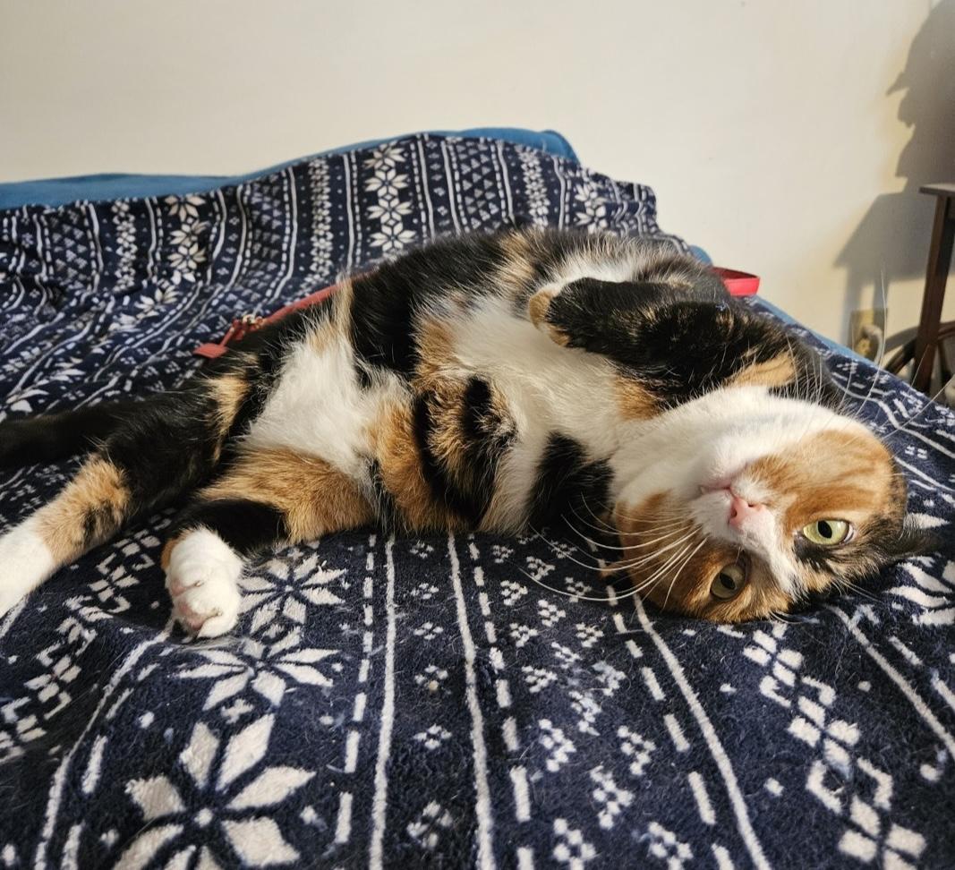 Enlarge Kitty is a tripod cat, a ADOPTABLE mixed breed in Lawrenceville, GA image 5/5