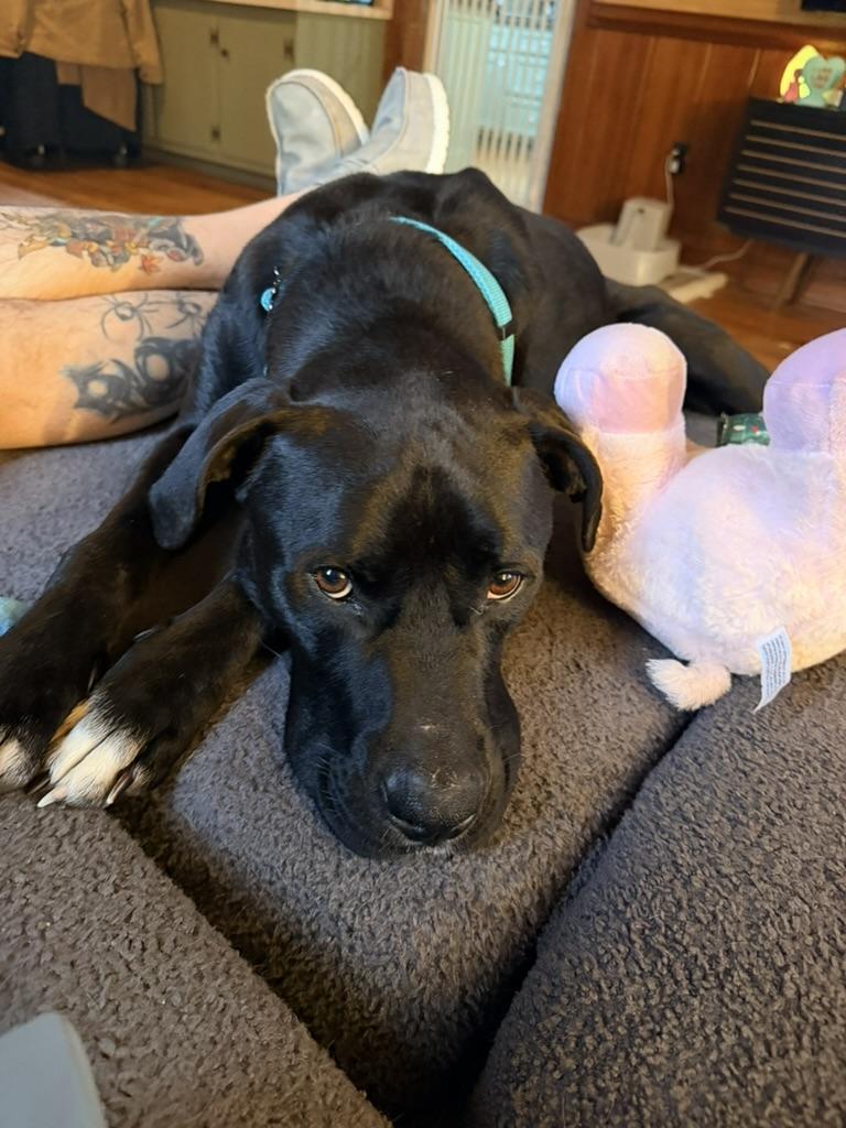 Kodiak (in foster), an adopted mixed breed in Petersburg, VA image 1/6