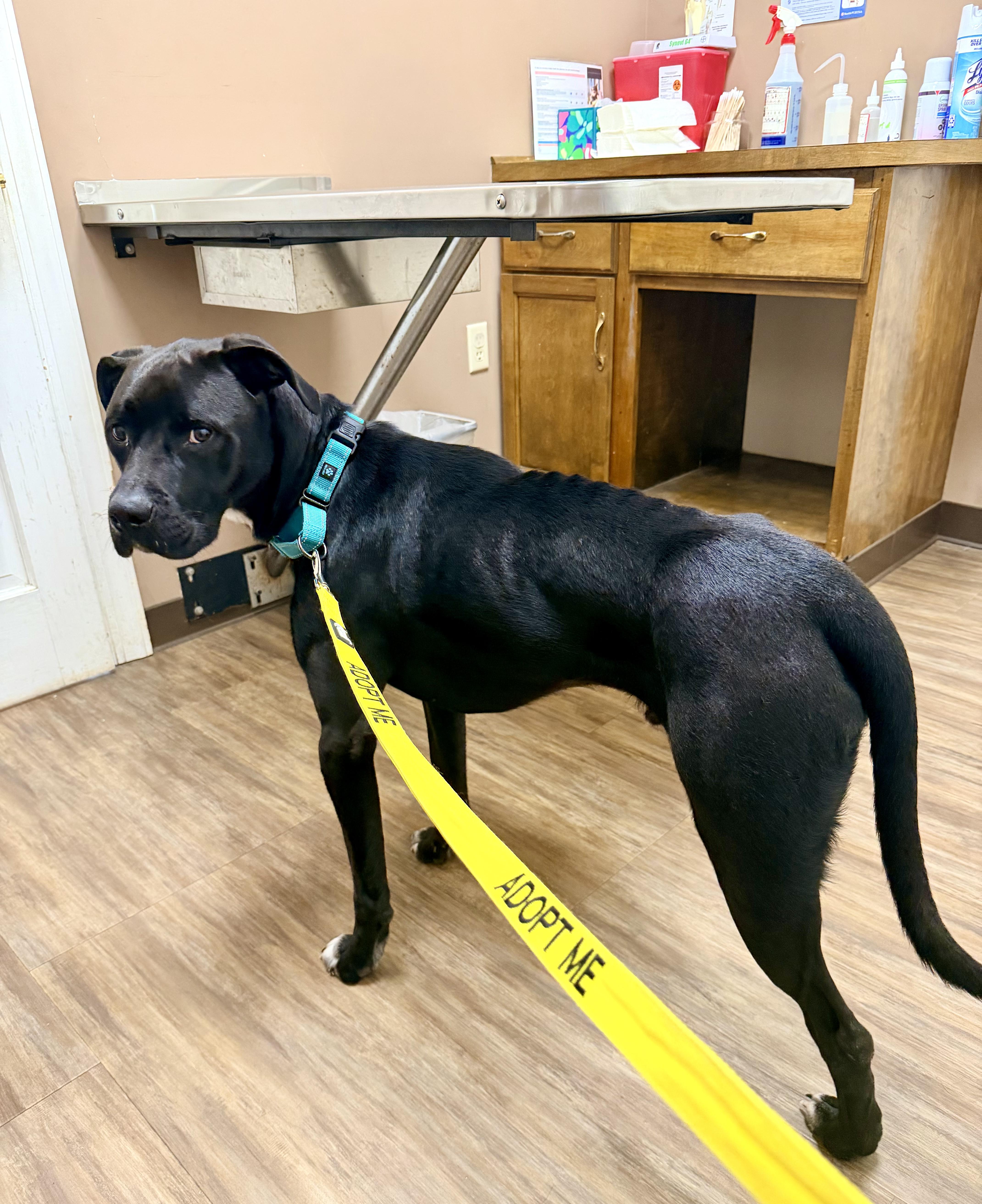 Kodiak (in foster), an adopted mixed breed in Petersburg, VA image 5/6