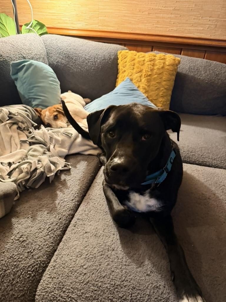 Kodiak (in foster), an adopted mixed breed in Petersburg, VA image 6/6