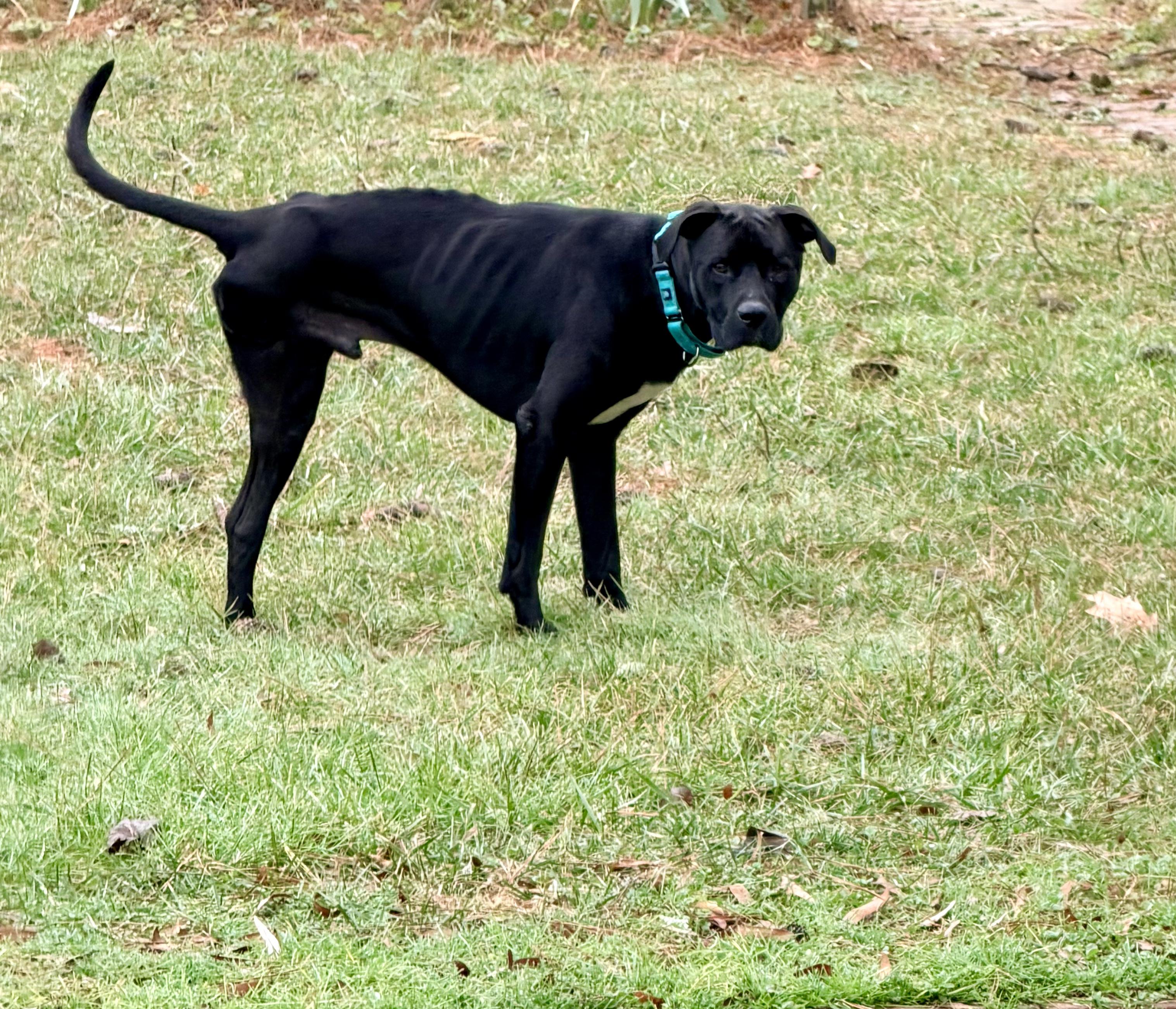 Kodiak (in foster), an adopted mixed breed in Petersburg, VA image 2/6