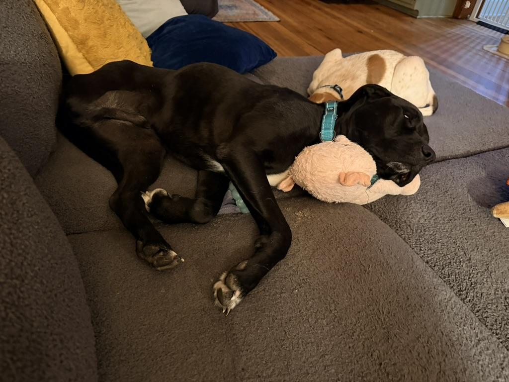 Kodiak (in foster), an adopted mixed breed in Petersburg, VA image 4/6