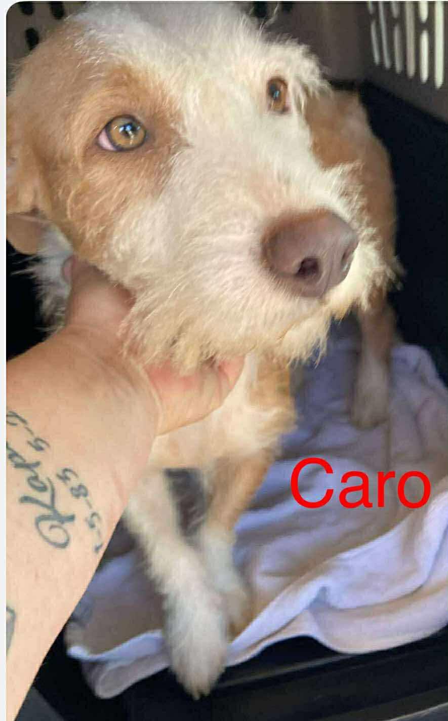 Carol