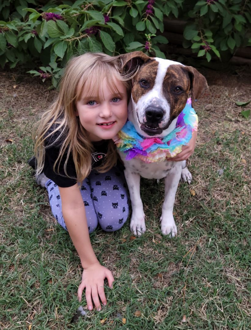 Enlarge Infinity, a Adoptable mixed breed in Vernon, TX image 1/6