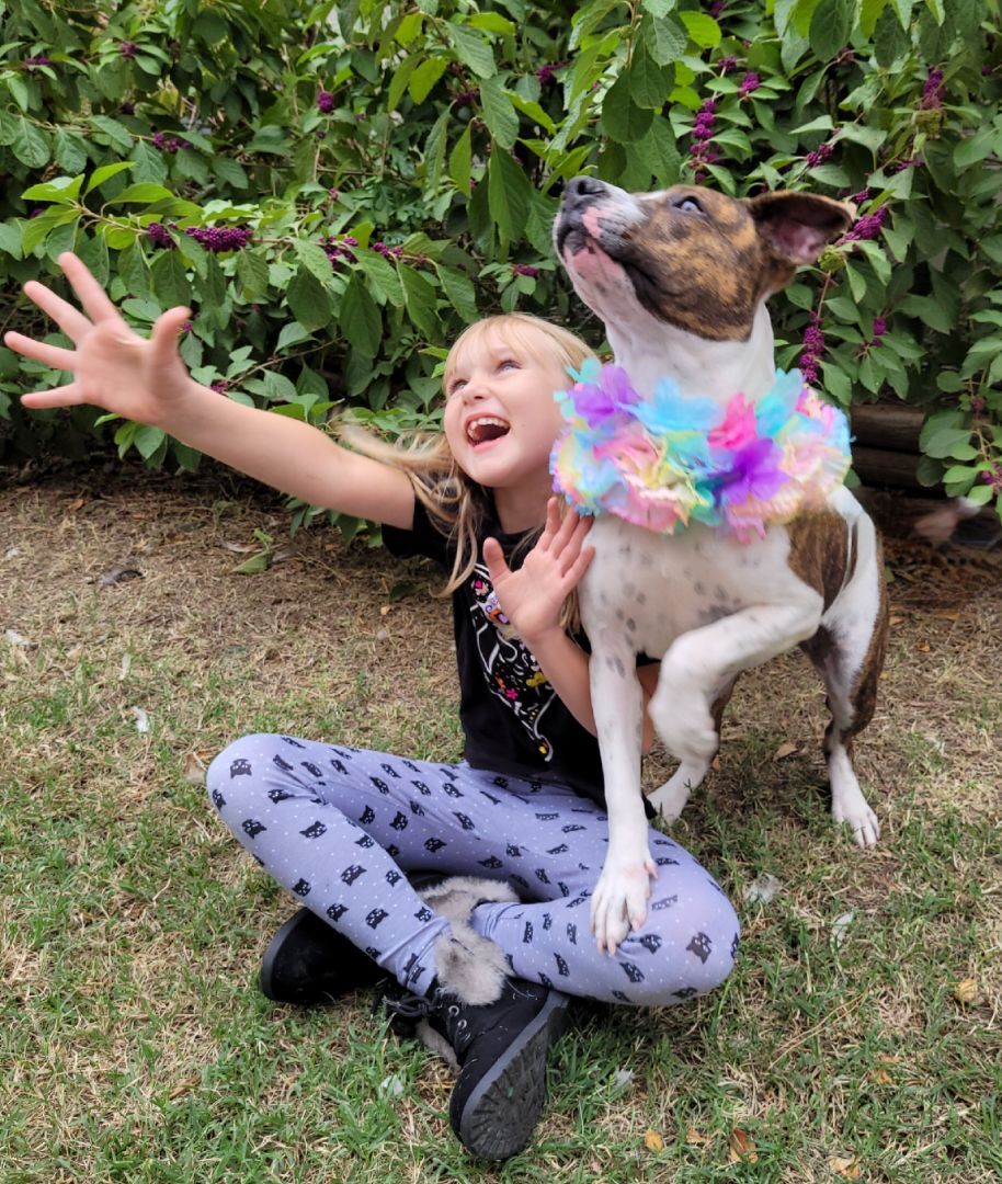 Infinity, Adoptable, Young Female American Bully.