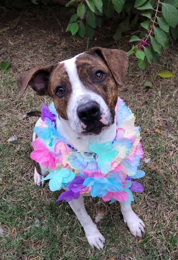 Enlarge Infinity, a Adoptable mixed breed in Vernon, TX image 3/6