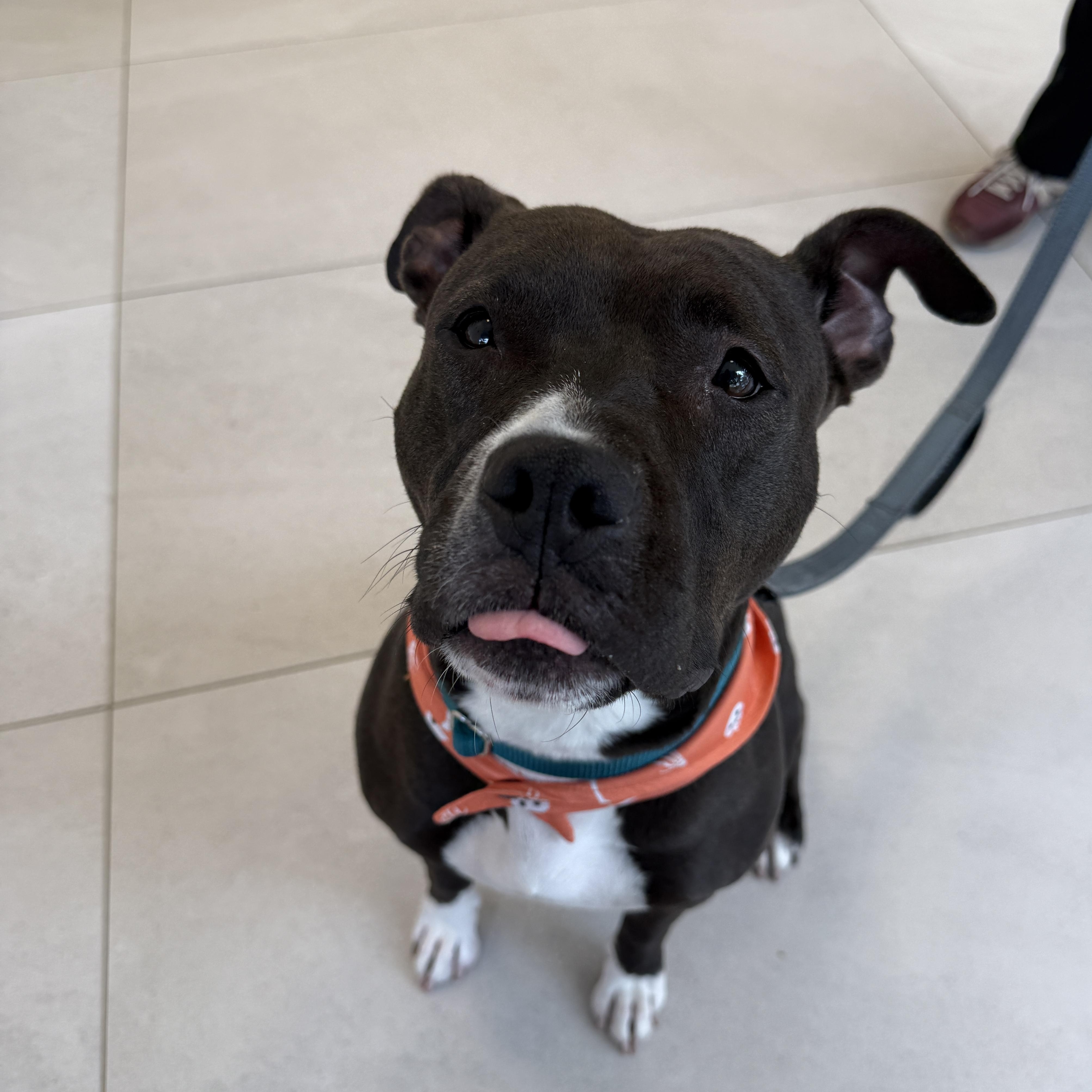 Enlarge Slainte, a Adoptable Mixed Breed in Evanston, IL image 2/3