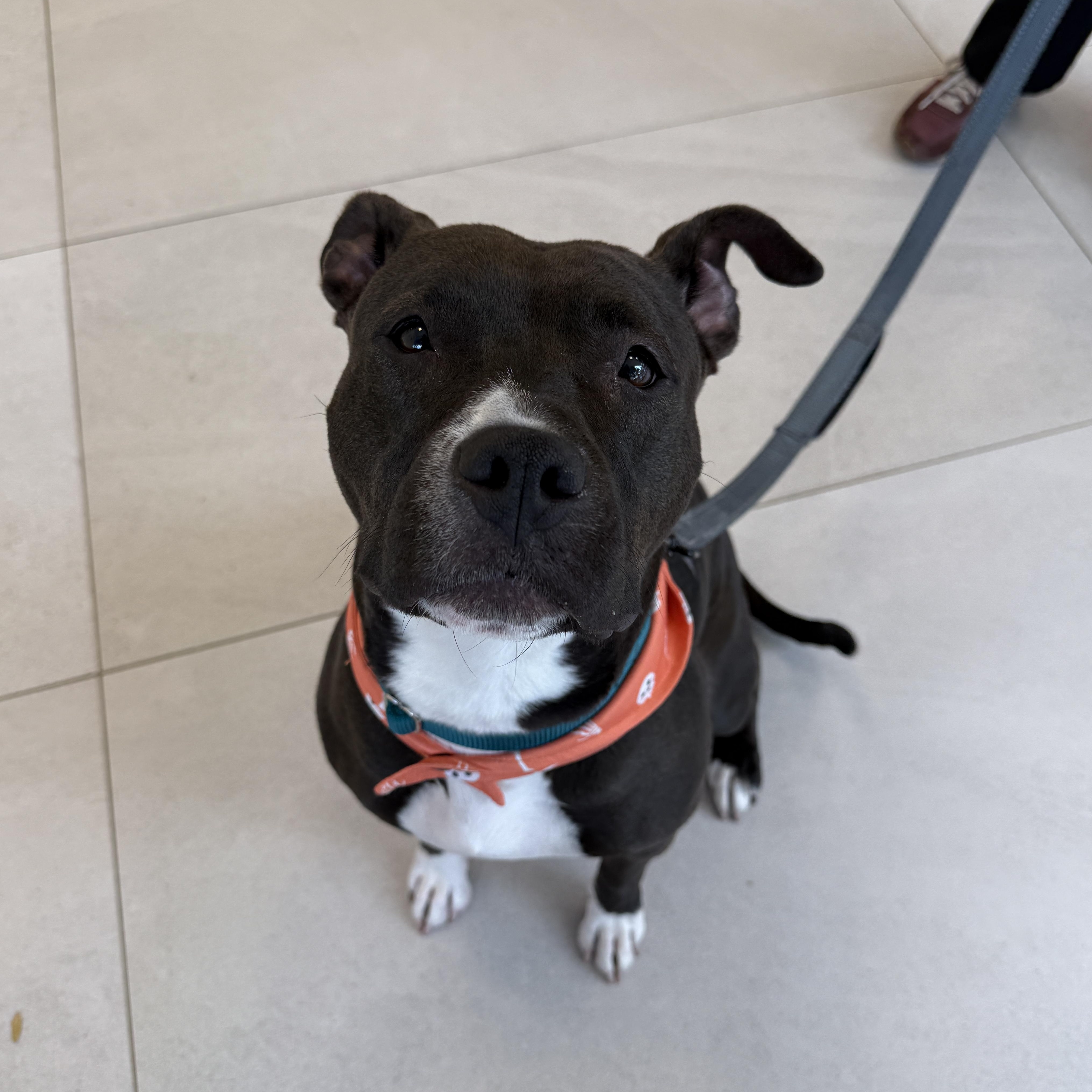 Enlarge Slainte, a Adoptable Mixed Breed in Evanston, IL image 1/3