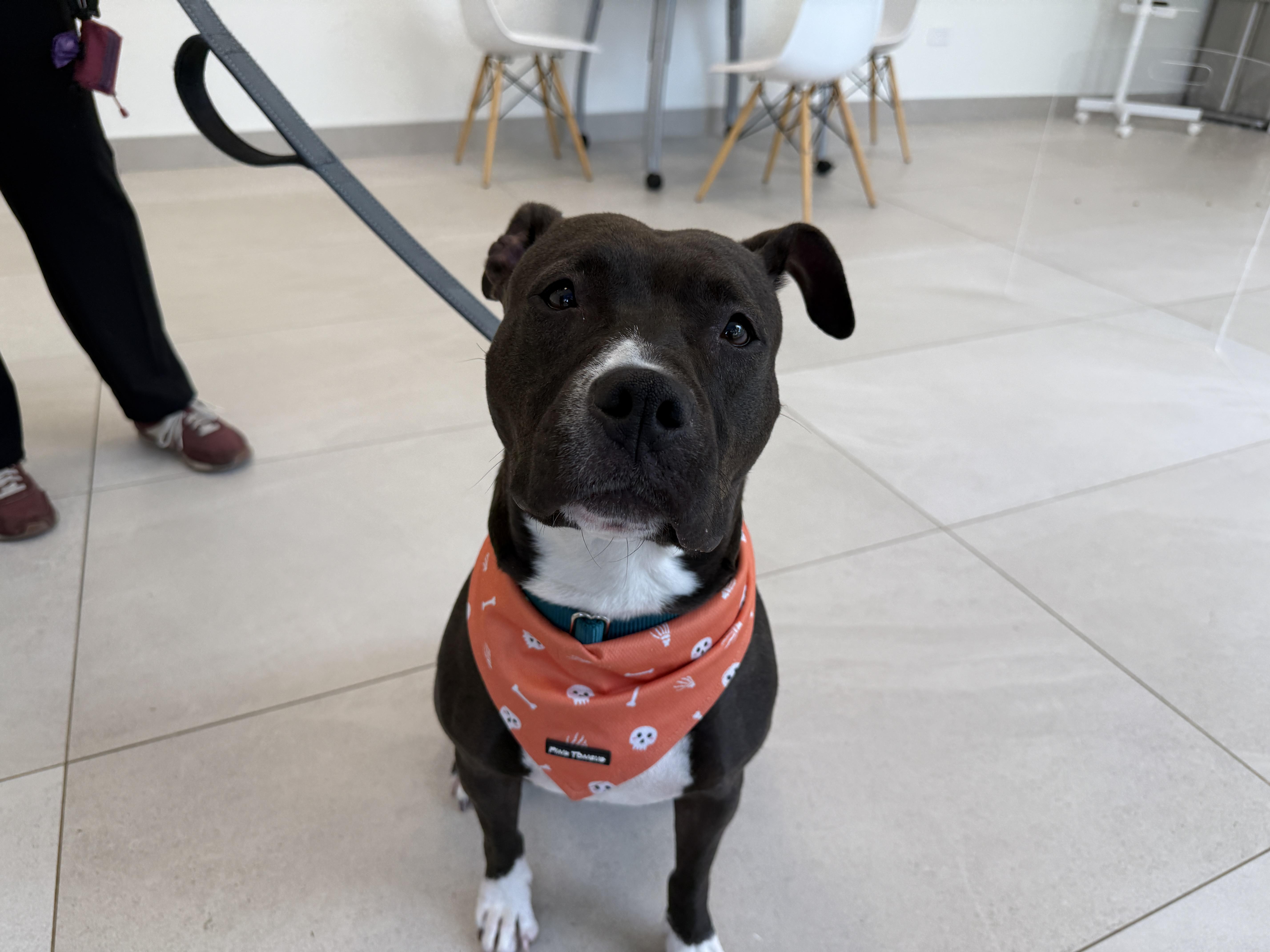Enlarge Slainte, a Adoptable Mixed Breed in Evanston, IL image 3/3