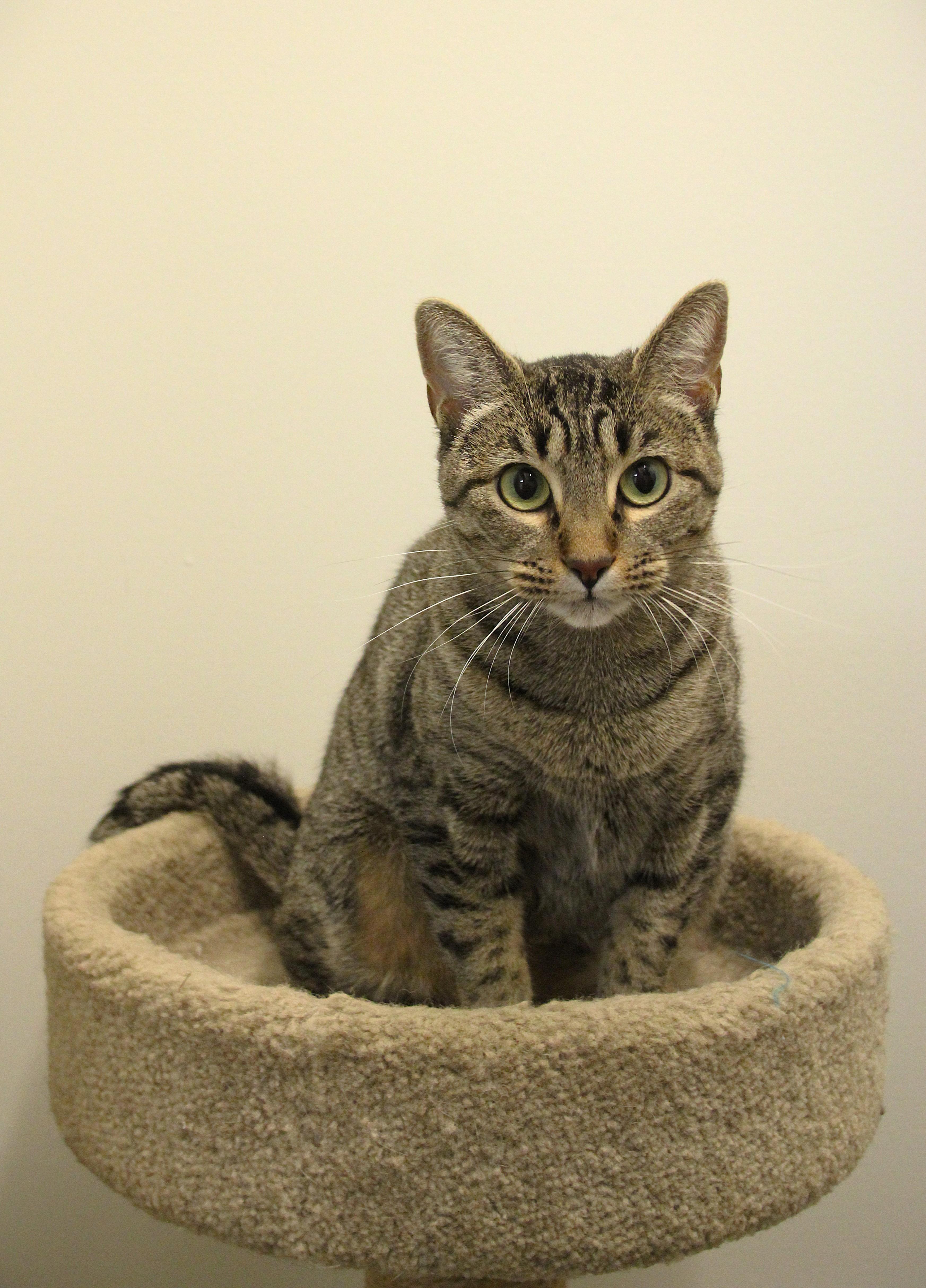 Enlarge Asha, a Adoptable Domestic Short Hair in Allen, TX image 1/6