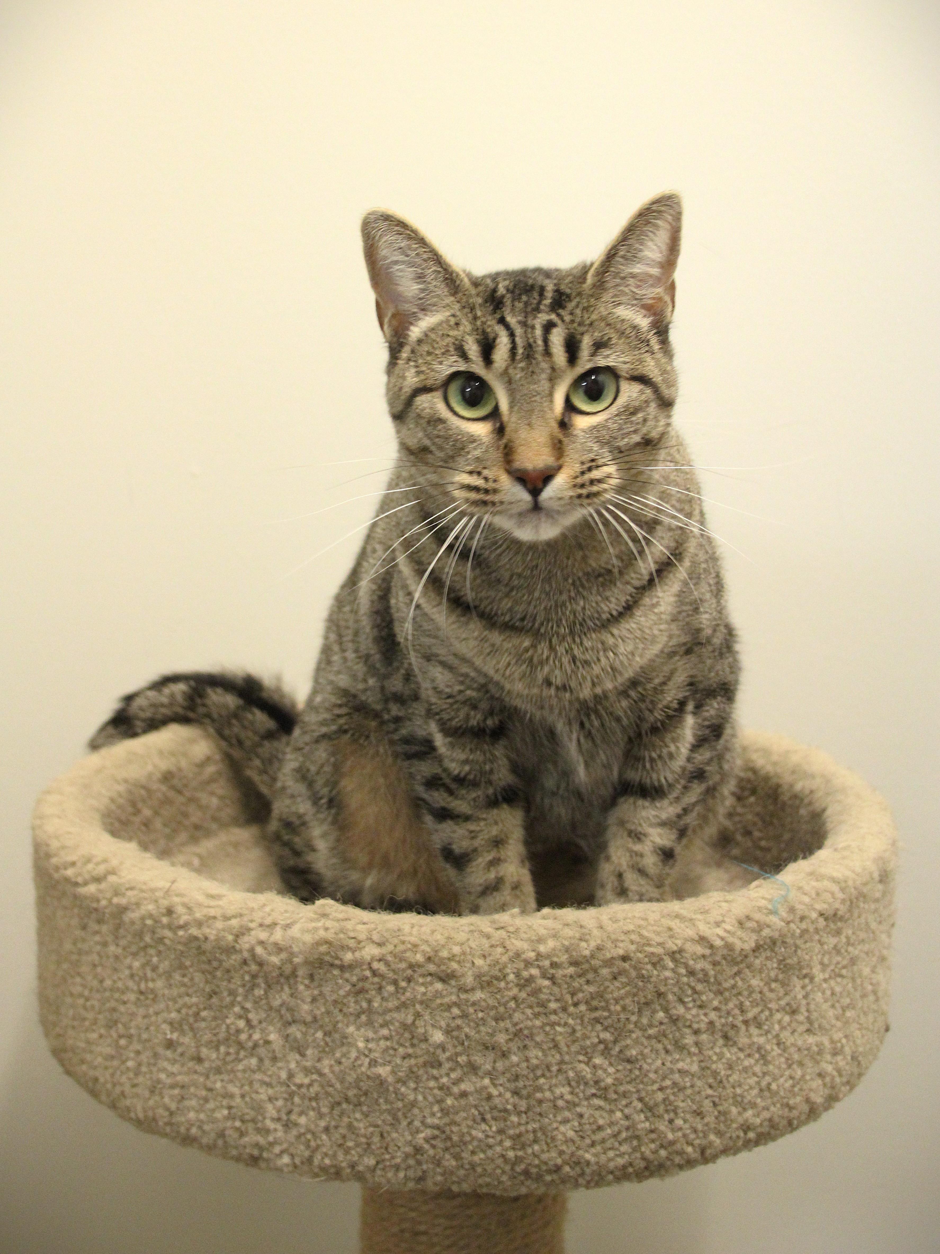 Asha, Adoptable, Adult Female Domestic Short Hair.