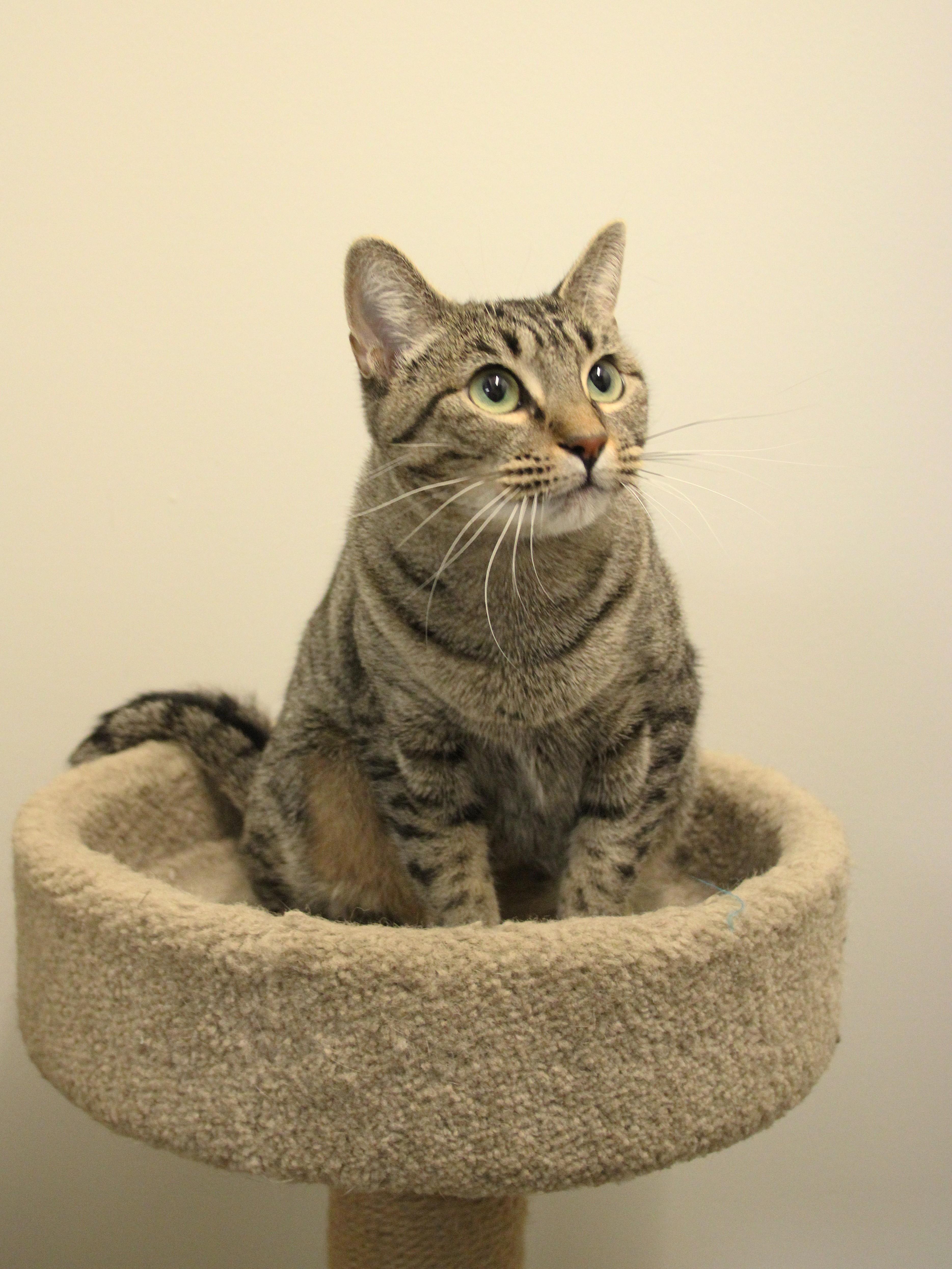 Enlarge Asha, a Adoptable Domestic Short Hair in Allen, TX image 6/6