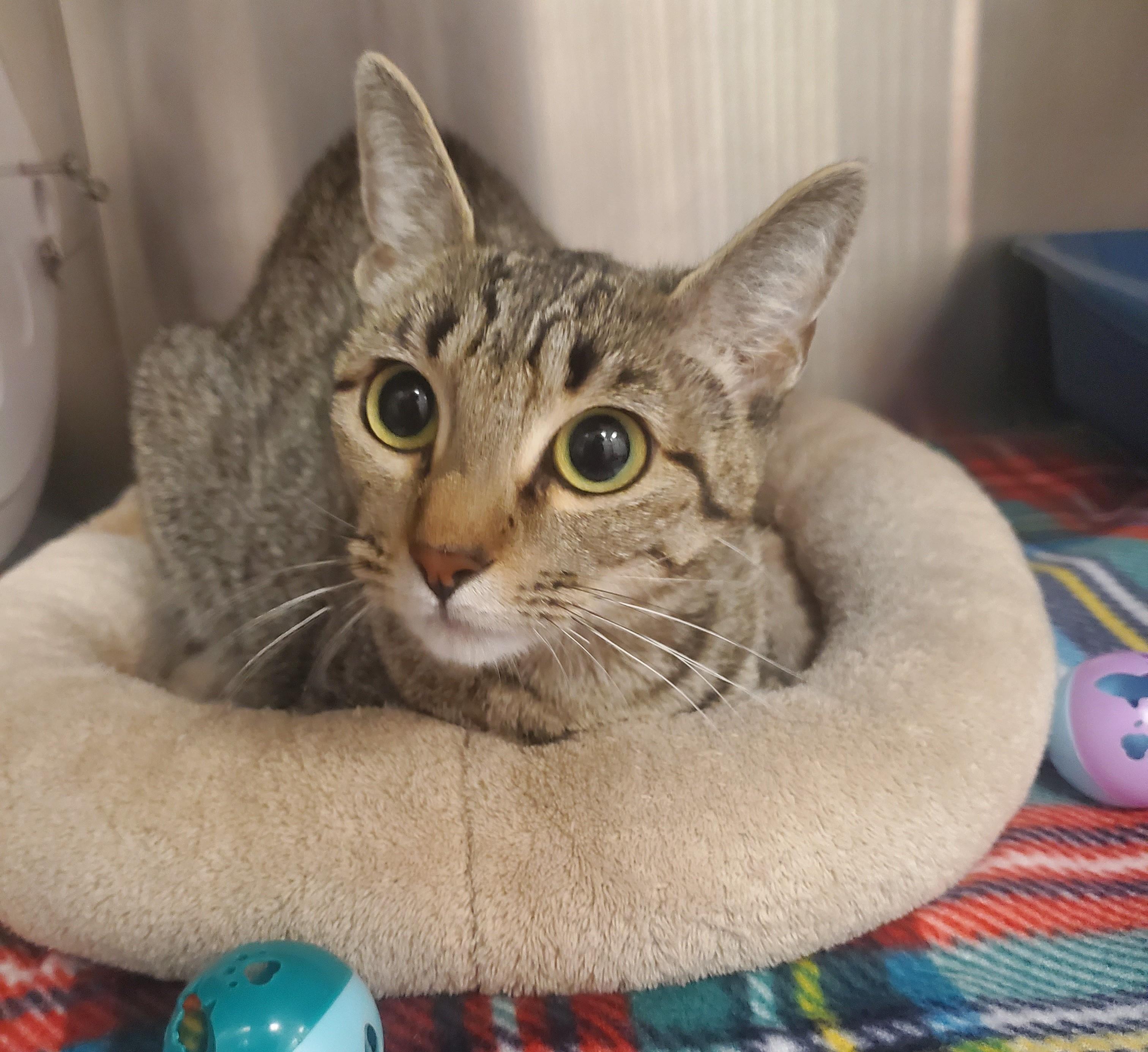 Enlarge Asha, a Adoptable Domestic Short Hair in Allen, TX image 5/6