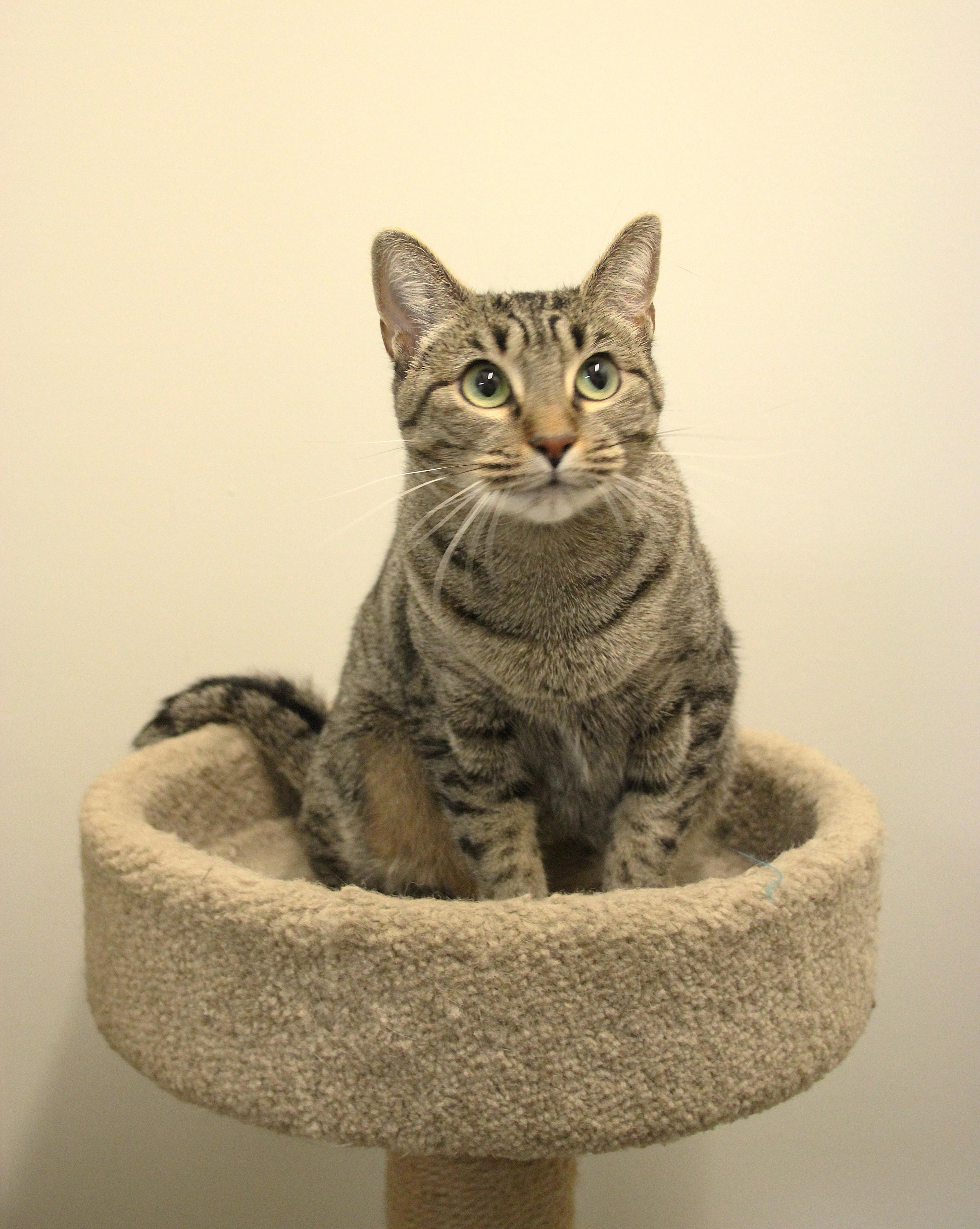 Enlarge Asha, a Adoptable Domestic Short Hair in Allen, TX image 4/6
