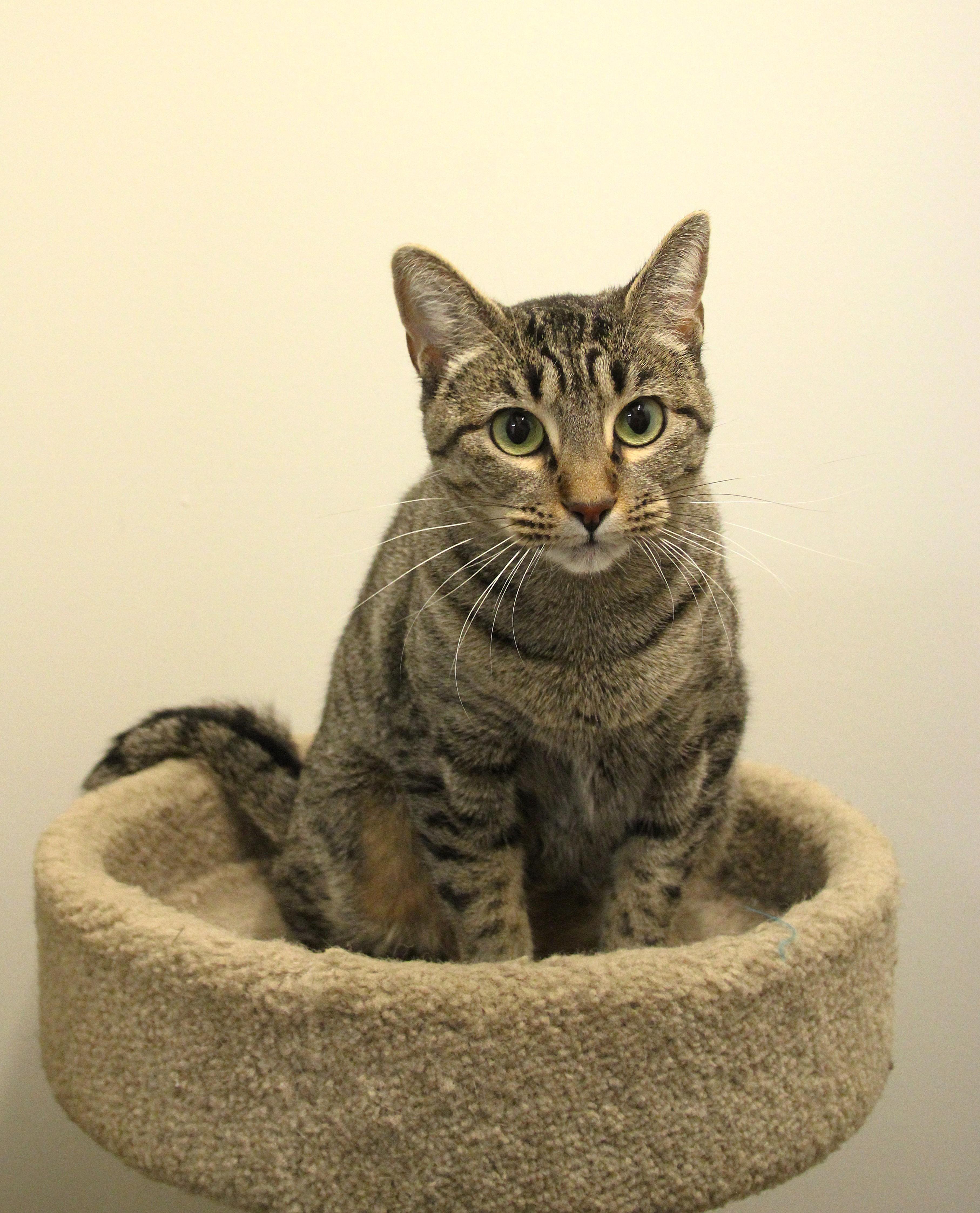 Enlarge Asha, a Adoptable Domestic Short Hair in Allen, TX image 3/6