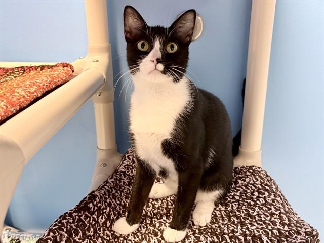 Enlarge KIMI, a Adoptable Domestic Short Hair in Ames, IA image 1/1