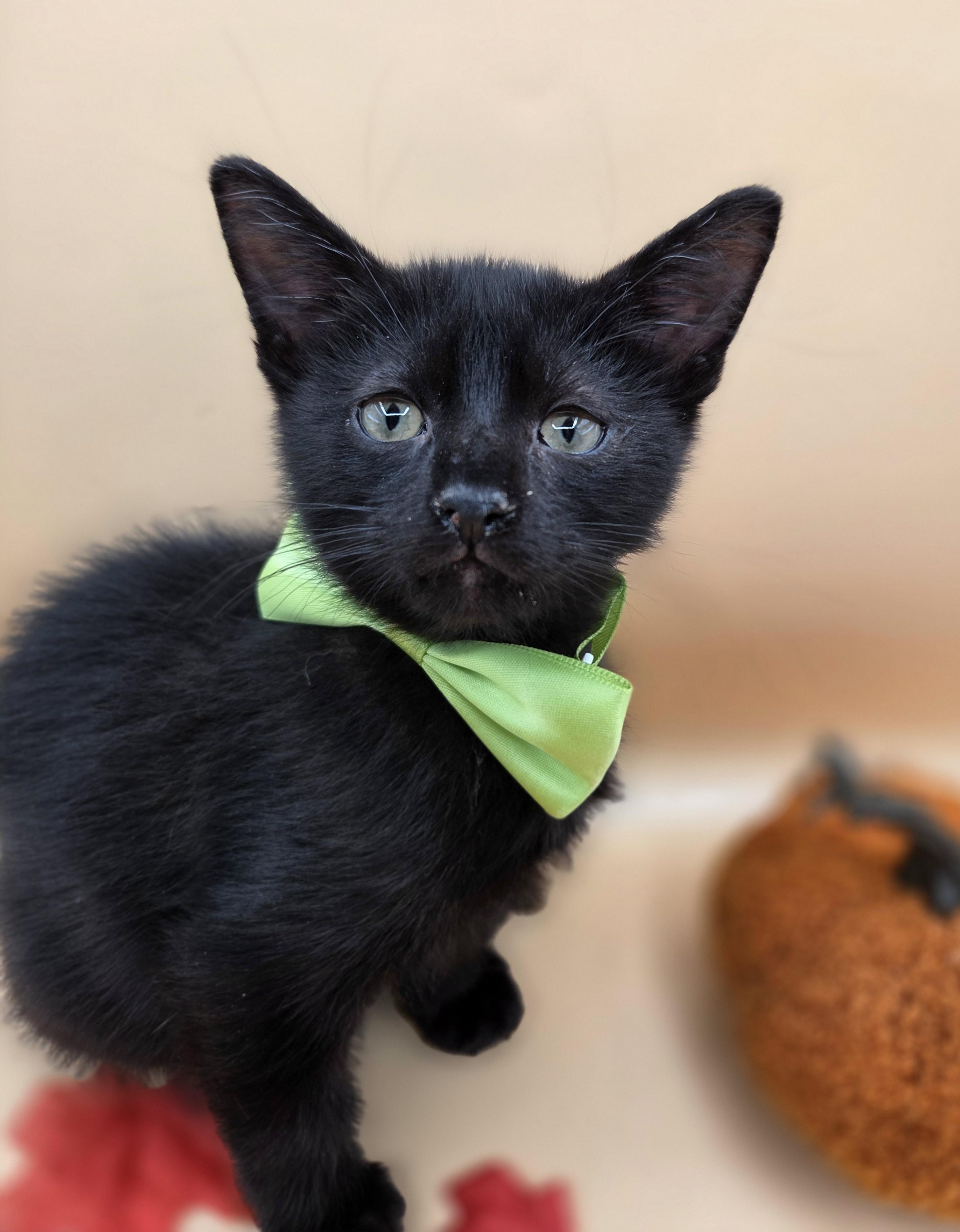 Enlarge Pepper, a Adoptable mixed breed in Mt laurel Township, NJ image 3/6