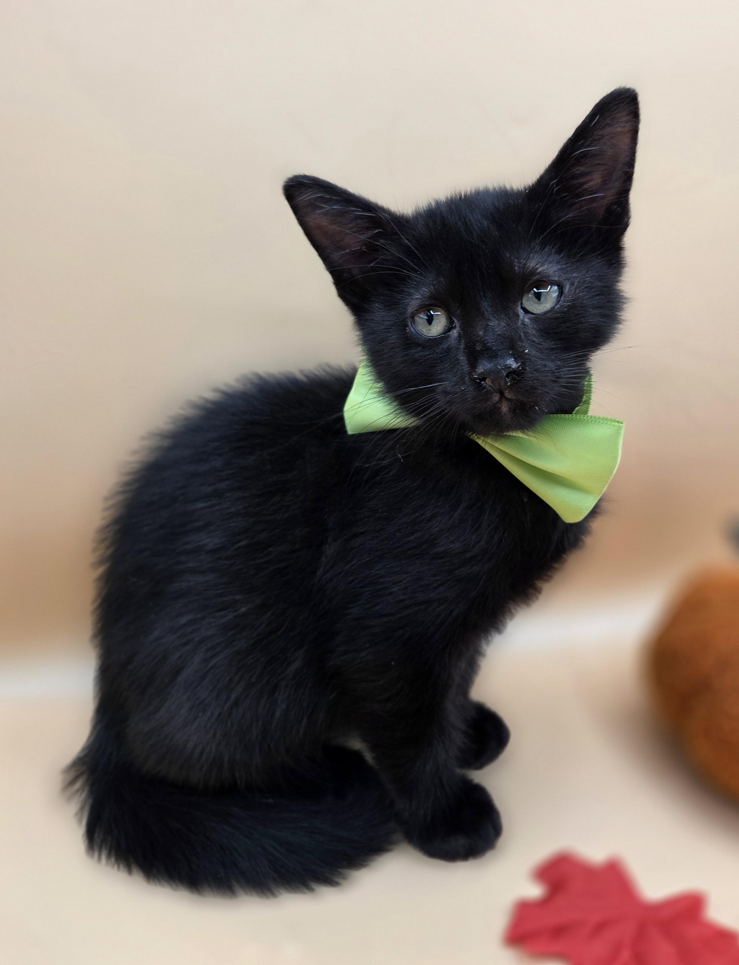 Enlarge Pepper, a Adoptable mixed breed in Mt laurel Township, NJ image 5/6