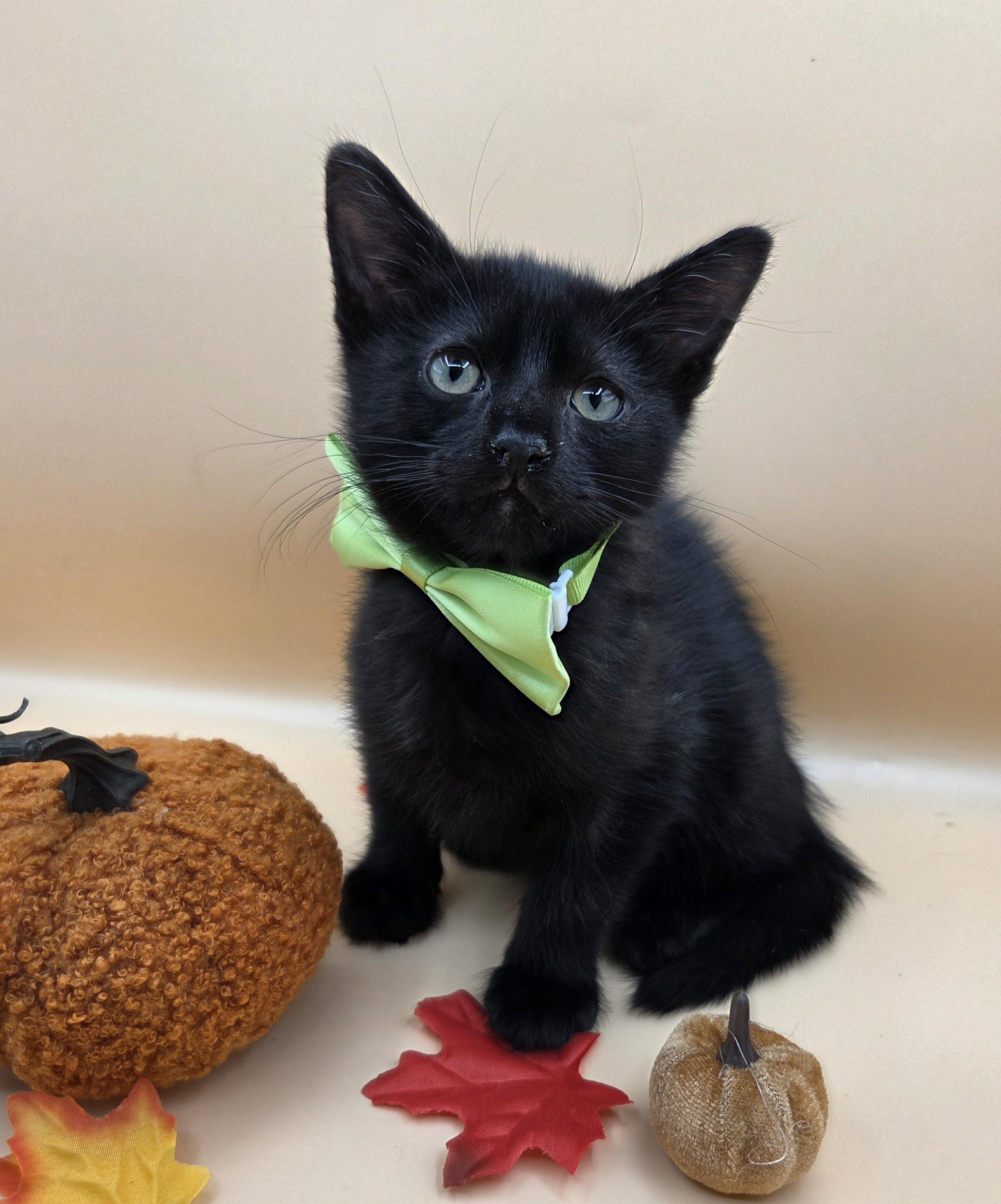 Enlarge Pepper, a Adoptable mixed breed in Mt laurel Township, NJ image 2/6