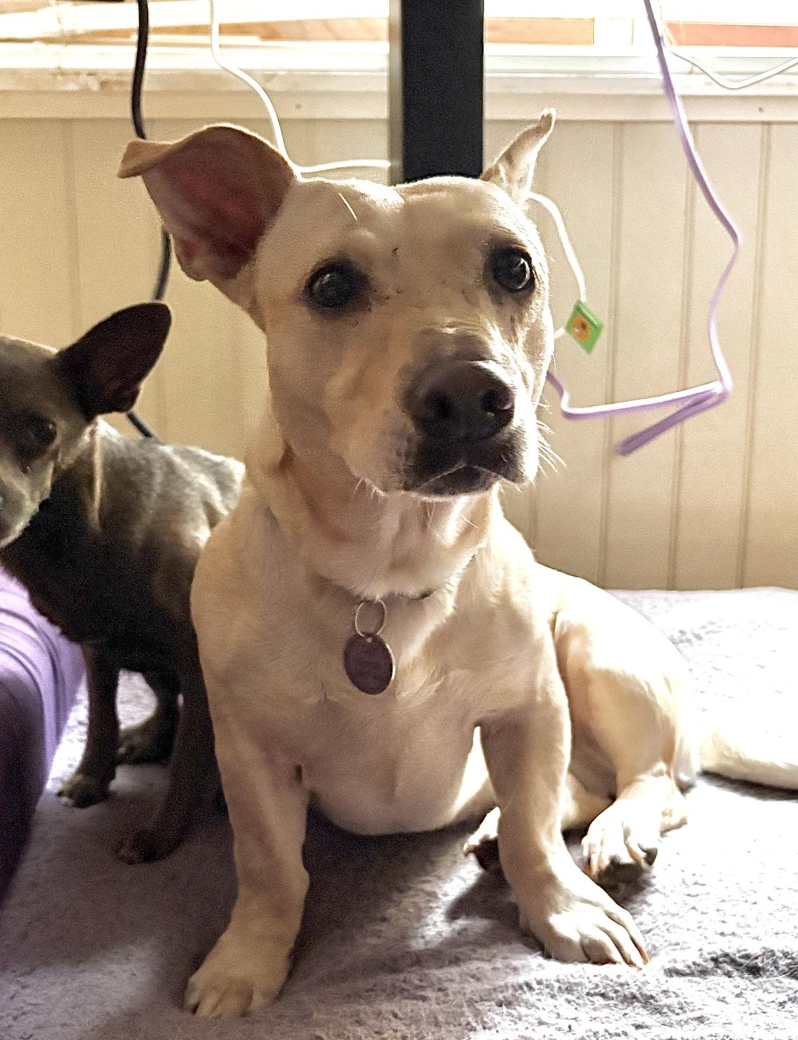 Buffy (in Portland), Adoptable, Adult Female Pit Bull Terrier & Chihuahua.